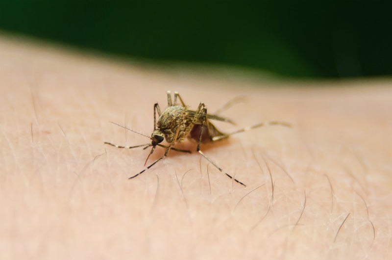 dengue in Europe
